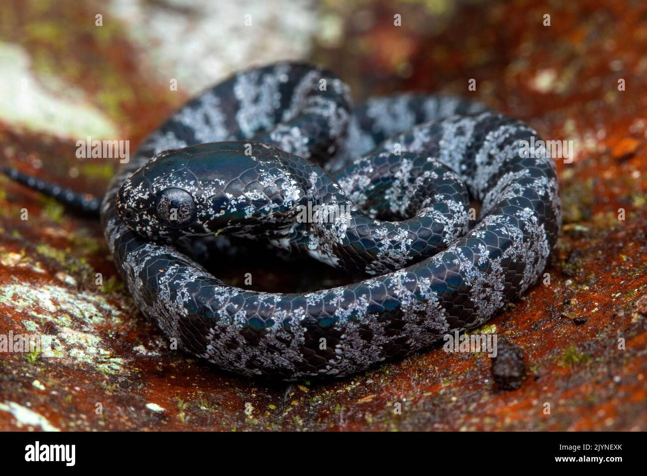 Clouded Snake (Sibon nebulatus) young, Chutes d'eau de Bribri, Costa Rica Stock Photo