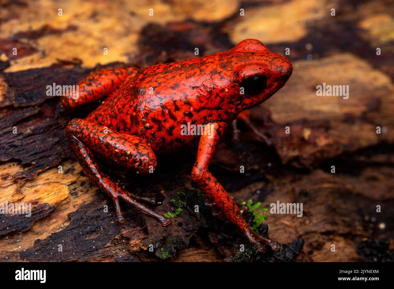 Strawberry poison dart frog (Oophaga pumilio), Chutes d'eau de Bribri, Costa Rica Stock Photo
