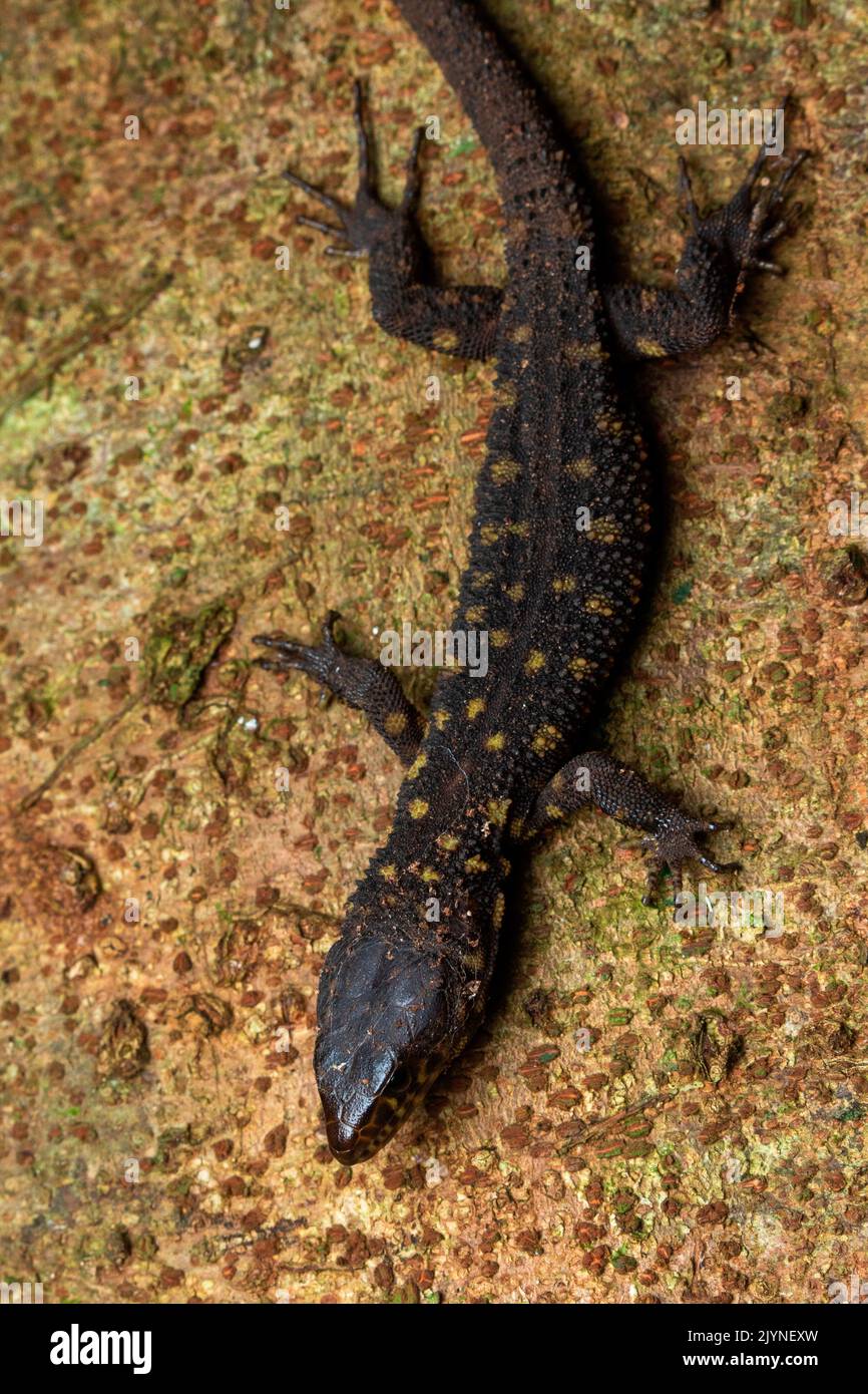 Yellow-spotted Night Lizard (Lepidophyma flavimaculatum), in situ (Kekoldi, Costa Rica) Stock Photo