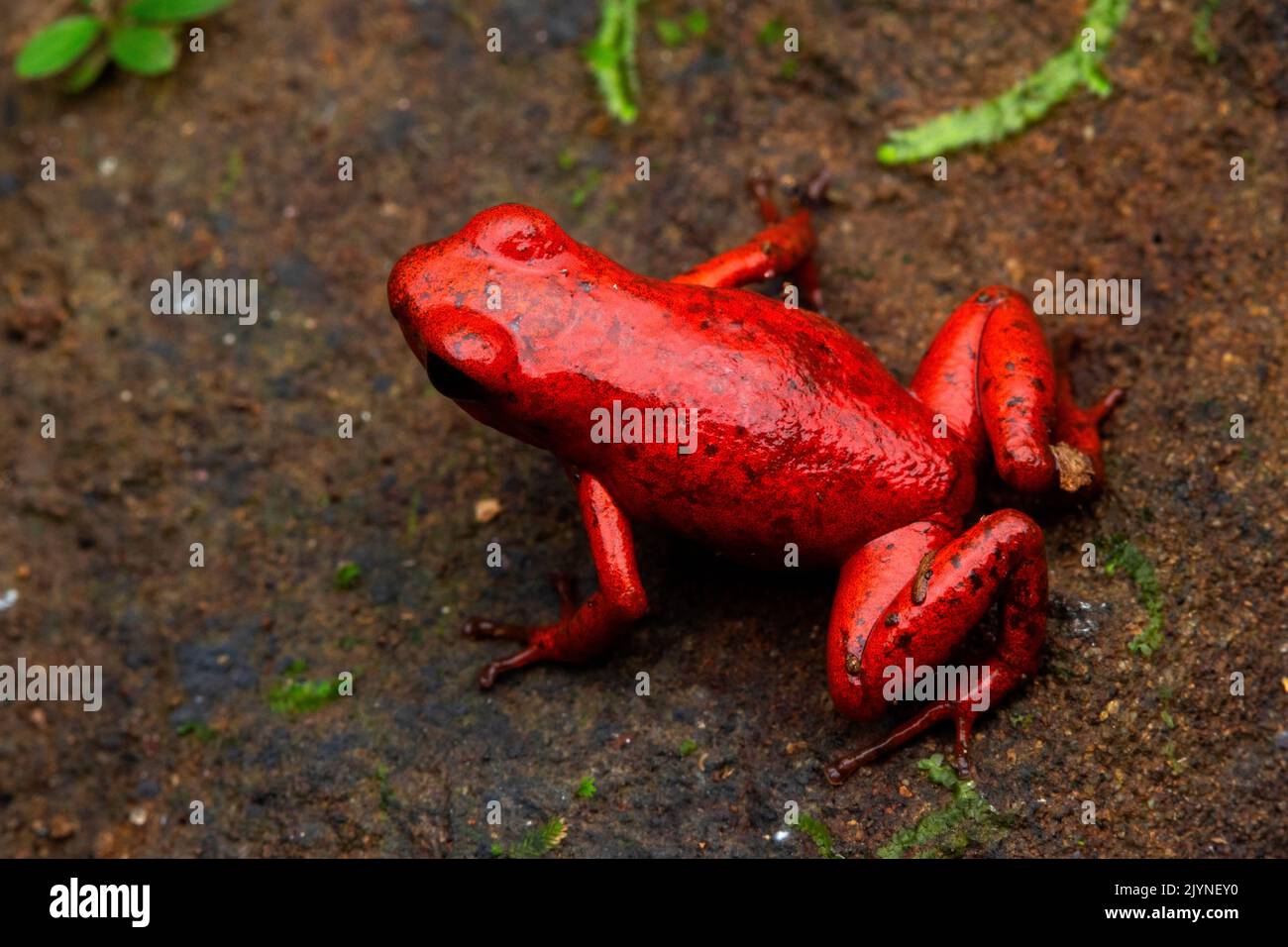 Strawberry poison dart frog (Oophaga pumilio), Chutes d'eau de Bribri, Costa Rica Stock Photo