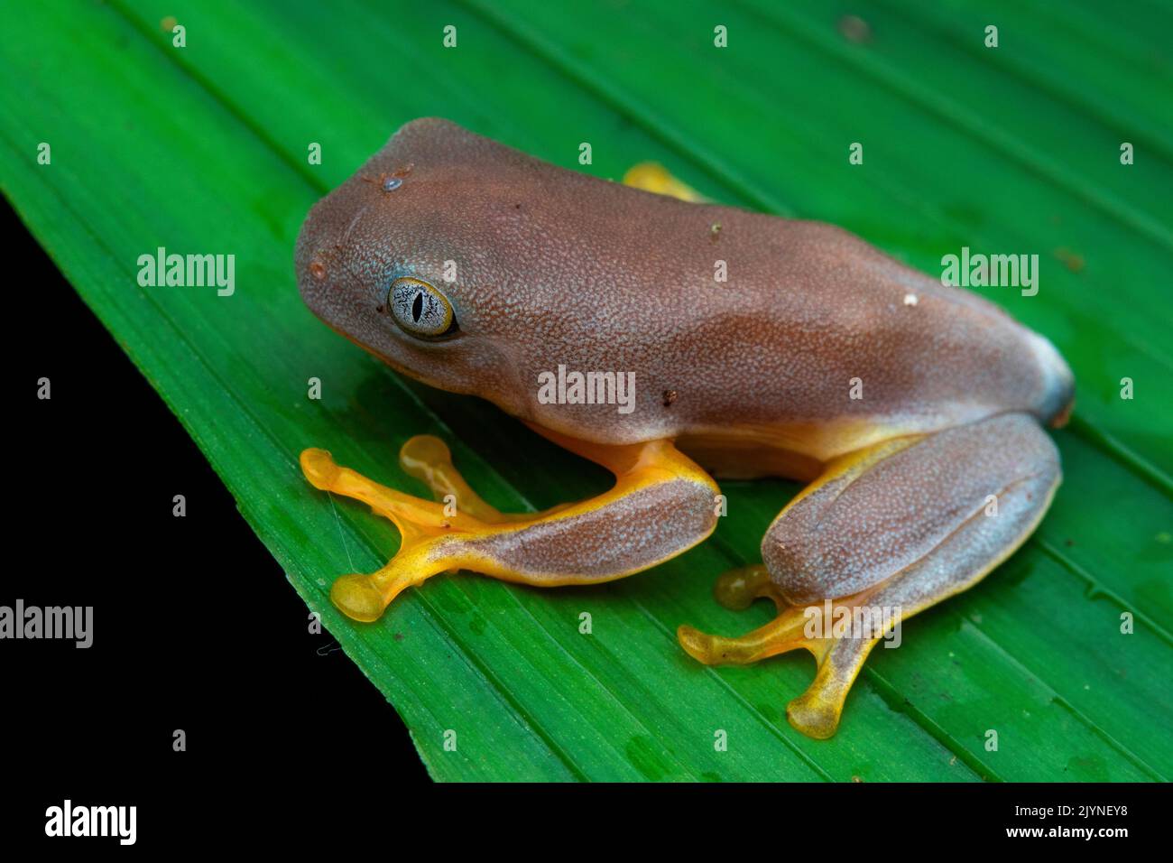 Sylvia's tree frog (Cruziohyla sylviae), juvenile in situ, Manzanillo, Costa Rica Stock Photo