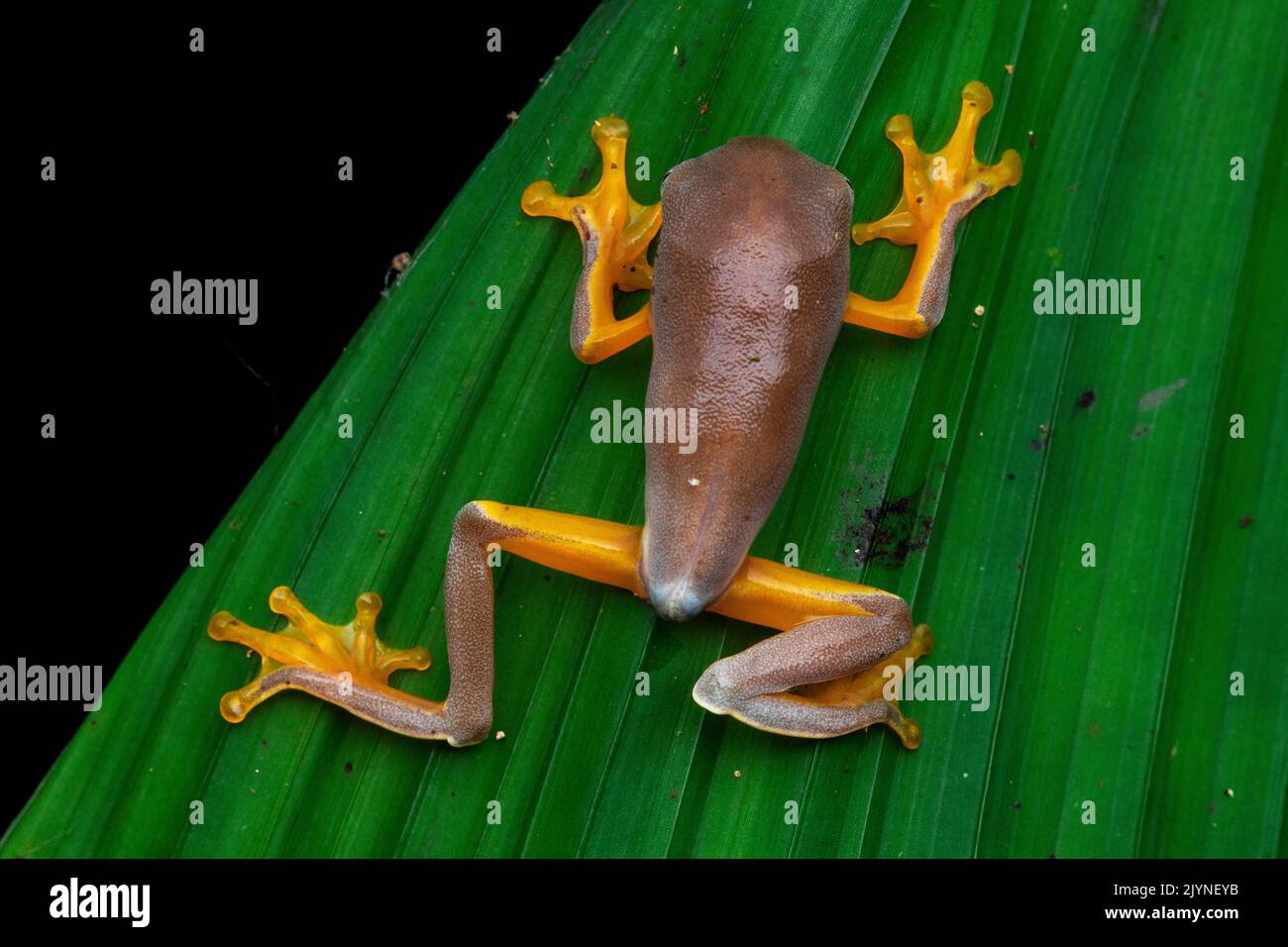 Sylvia's tree frog (Cruziohyla sylviae), juvenile in situ, Manzanillo, Costa Rica Stock Photo