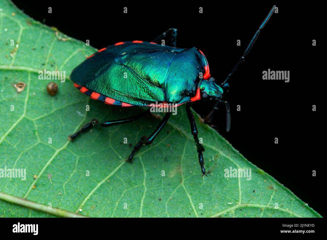Shield bug (Rhyssocephala infuscata) on a leaf, Manzanillo, Costa Rica Stock Photo