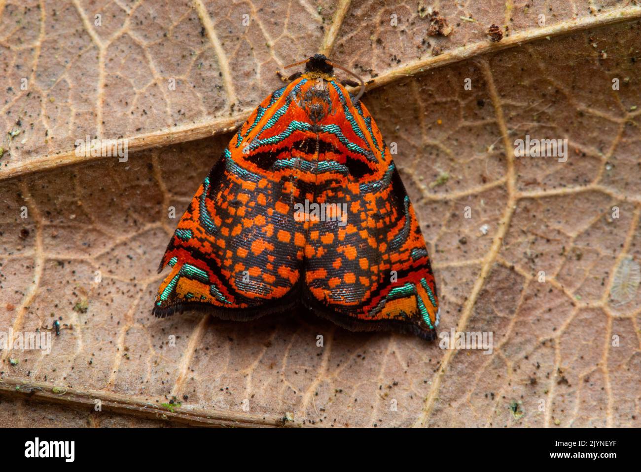 Tortrix Moth (Rubropsichia fuesliniana) on a leaf, Manzanillo, Costa Rica Stock Photo