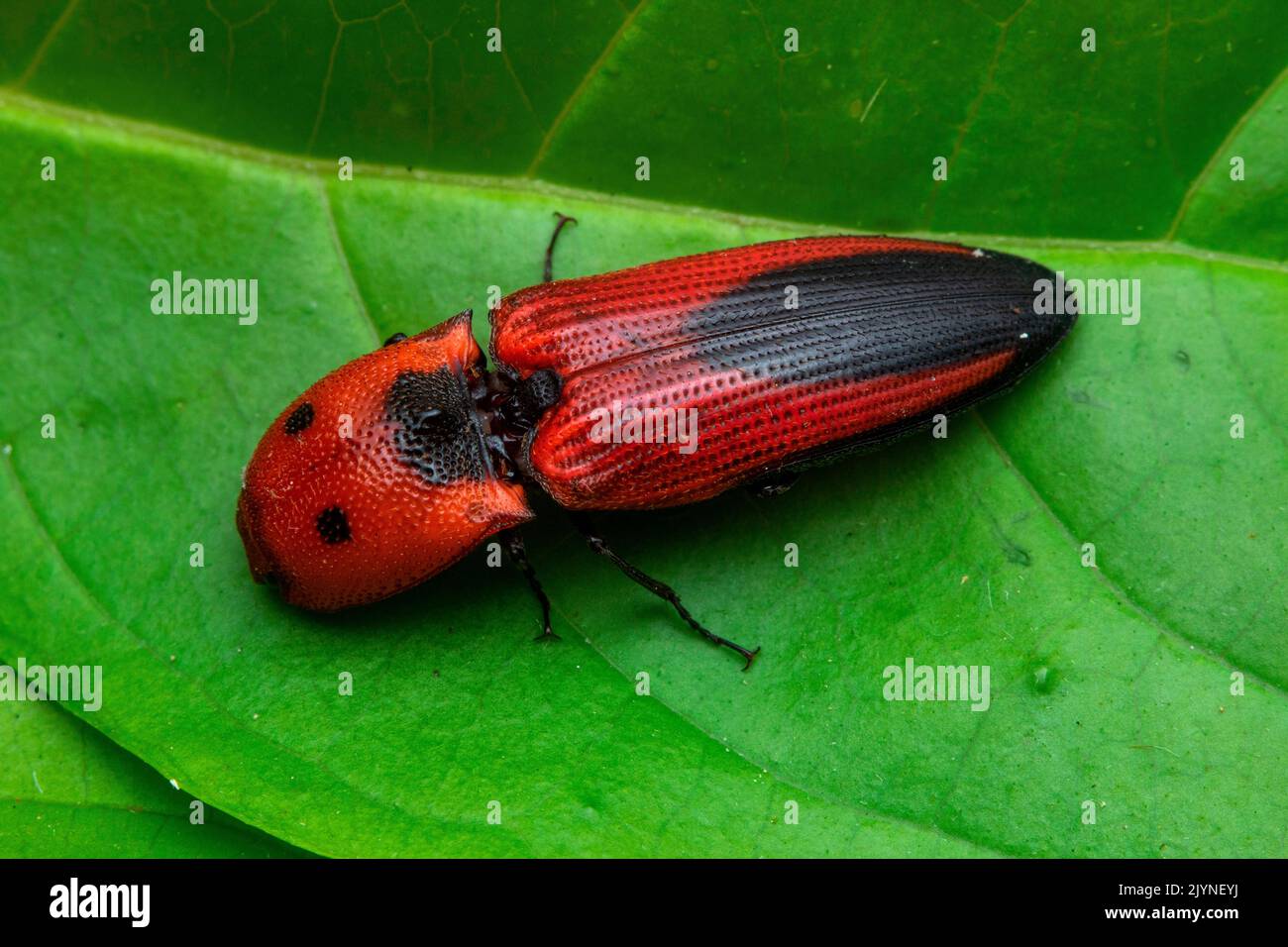 Click beetle (Lacon sp) on a leaf, Manzanillo, Costa Rica Stock Photo