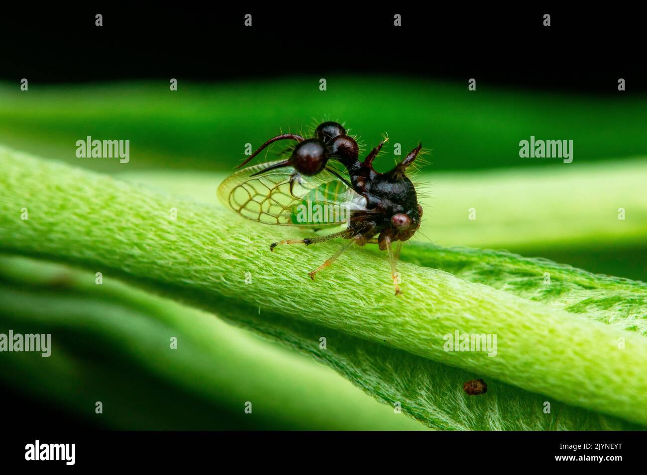 Ant-mimicking treehopper (Cyphonia clavata) in situ, Manzanillo, Costa Rica Stock Photo