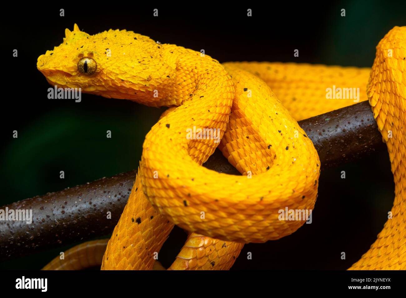 Eyelash viper (Bothriechis schlegelii) yellow form, Manzanillo, Costa Rica Stock Photo