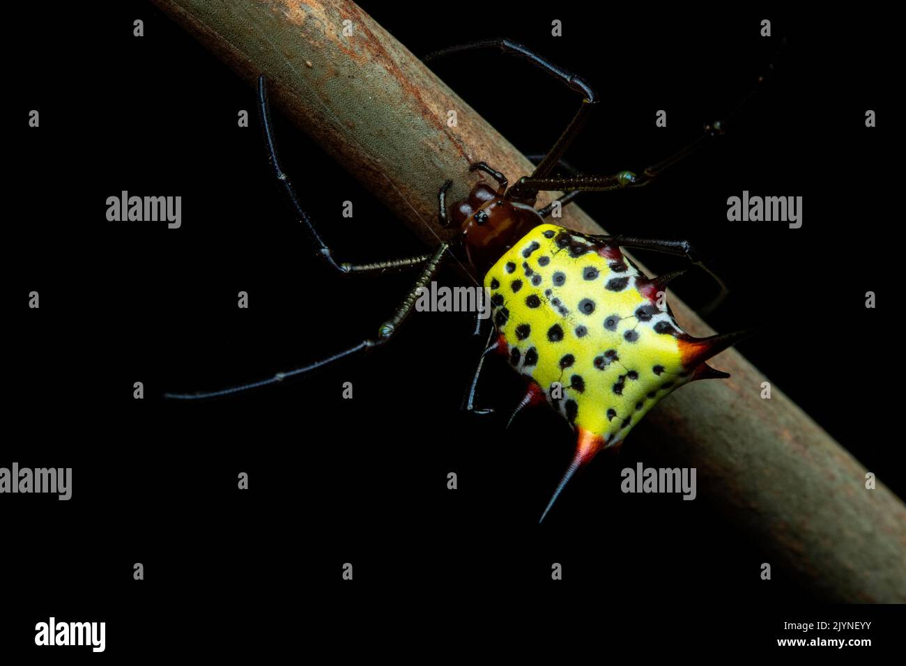 Spined micrathena (Micrathena gracilis) on a twig, Manzanillo, Costa Rica Stock Photo
