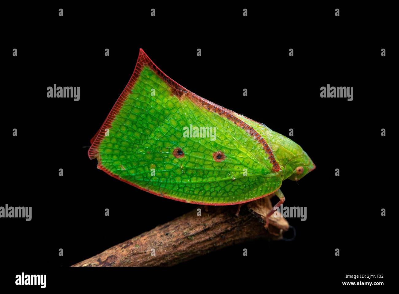Planthopper (Carthaeomorpha rufipes), Manzanillo, Costa Rica Stock Photo