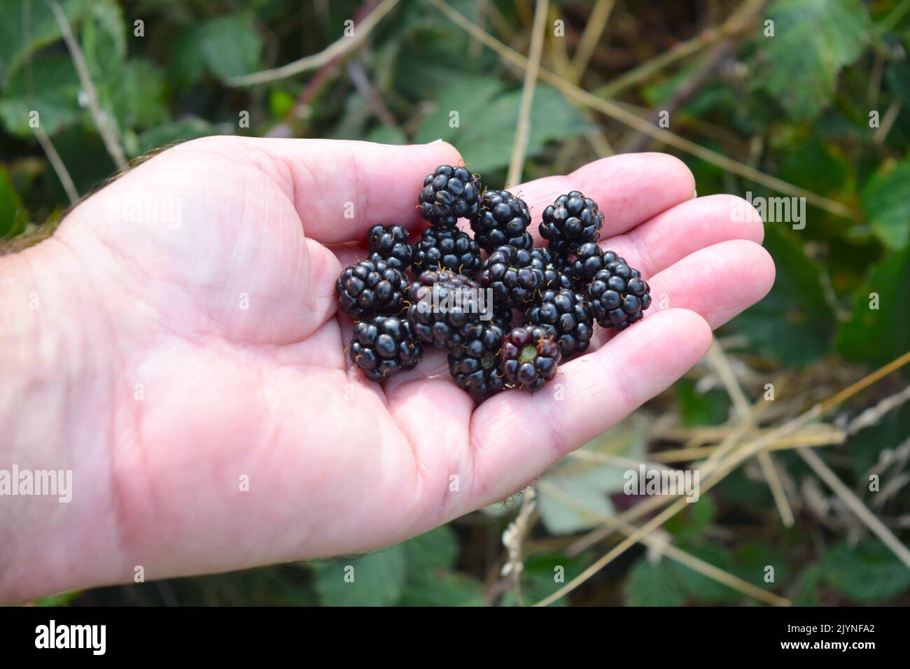 Man is holding ripe blackberries in his hand. Stock Photo