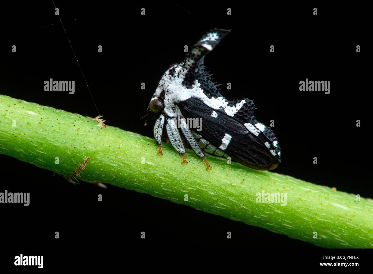 Treehopper (Notocera sp), in situ, Manzanillo, Costa Rica Stock Photo