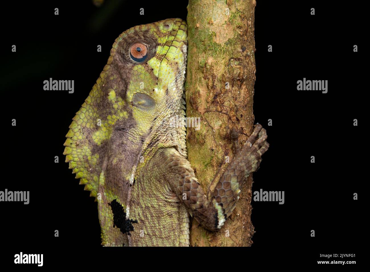 Smooth Helmeted Iguana (Corytophanes cristatus), in situ (Manzanillo, Costa Rica) Stock Photo
