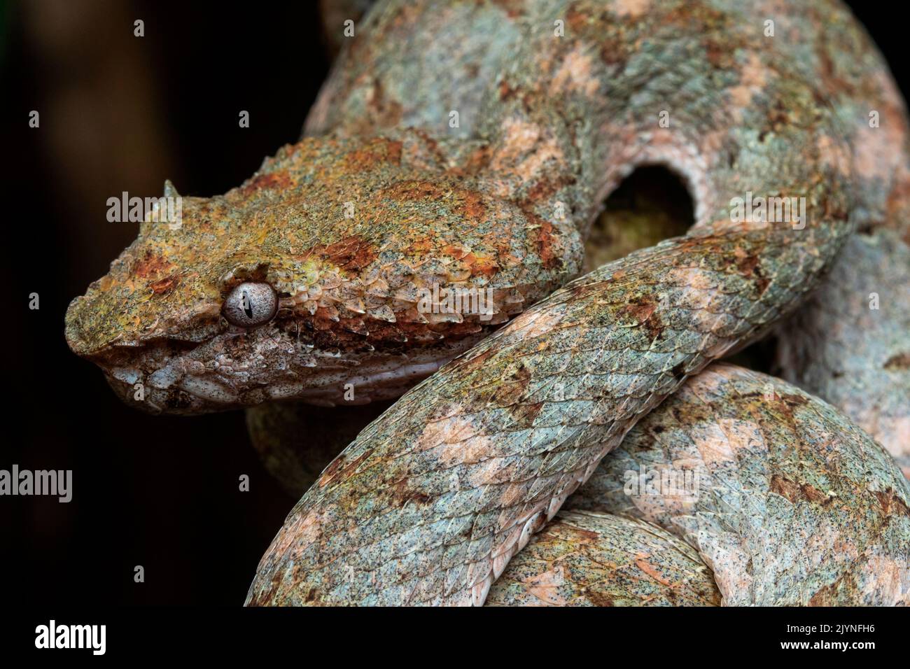Eyelash viper (Bothriechis schlegelii) in situ, Manzanillo, Costa Rica Stock Photo