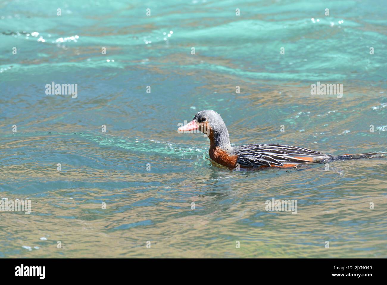 Torrent Duck (Merganetta armata), adult female swimming in the stream in search of food, Upper Rio Maule Valley, Region del Maule, Chile Stock Photo