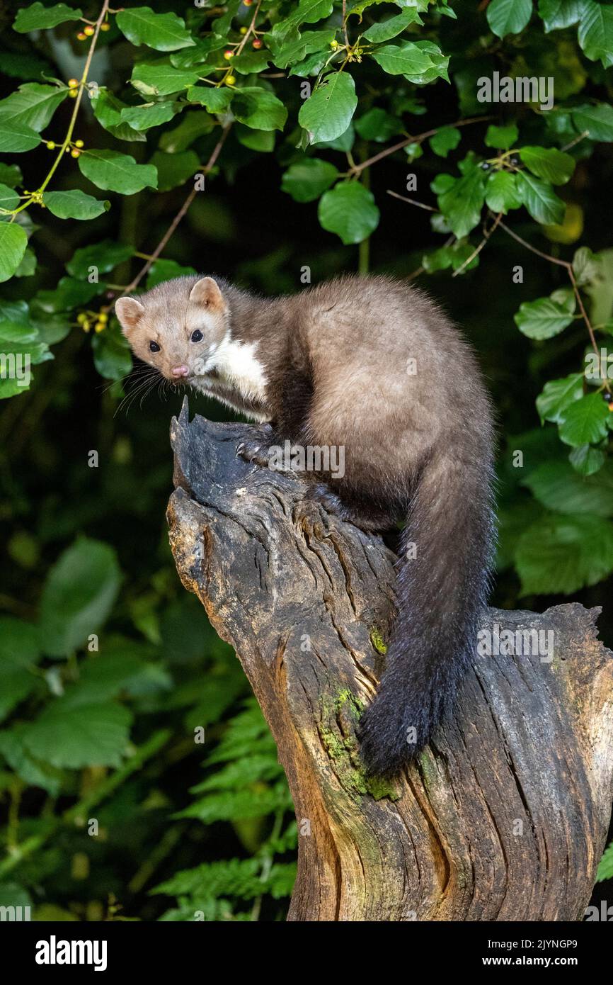 Beech marten (Martes foina), on a stump, in an undergrowth, Ille et Vilaine, Brittany, France Stock Photo
