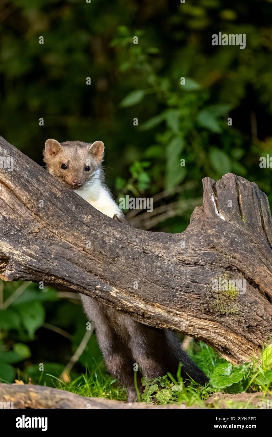 Beech marten (Martes foina), on a stump, in an undergrowth, Ille et Vilaine, Brittany, France Stock Photo