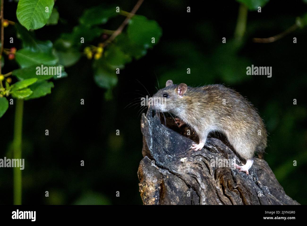 Brown rat,also referred to as common rat,street rat,sewer rat,Hanover rat,Norway rat,brown Norway rat,Norwegian rat,or wharf rat (Rattus norvegicus) on a stump, Ille et Vilaine, Brittany, France Stock Photo