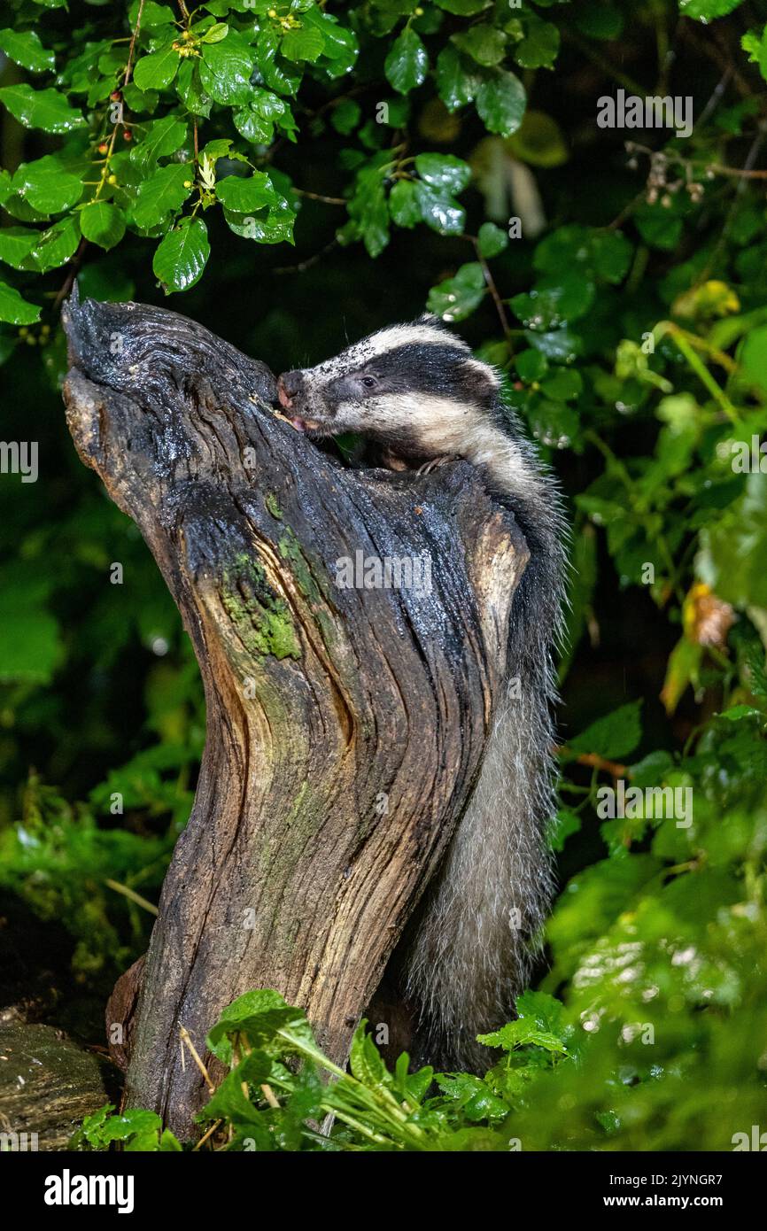 European badger (Meles meles) on a stump in an undergrowth, Ille et Vilaine, Brittany, France Stock Photo
