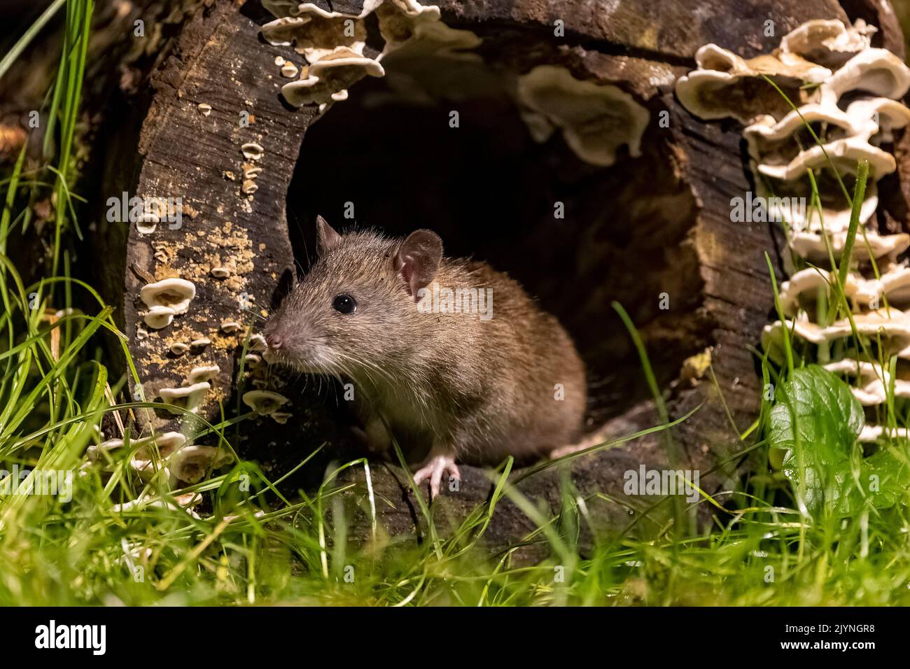 Brown rat,also referred to as common rat,street rat,sewer rat,Hanover rat,Norway rat,brown Norway rat,Norwegian rat,or wharf rat (Rattus norvegicus) in a trunk, Ille et Vilaine, Brittany, France Stock Photo