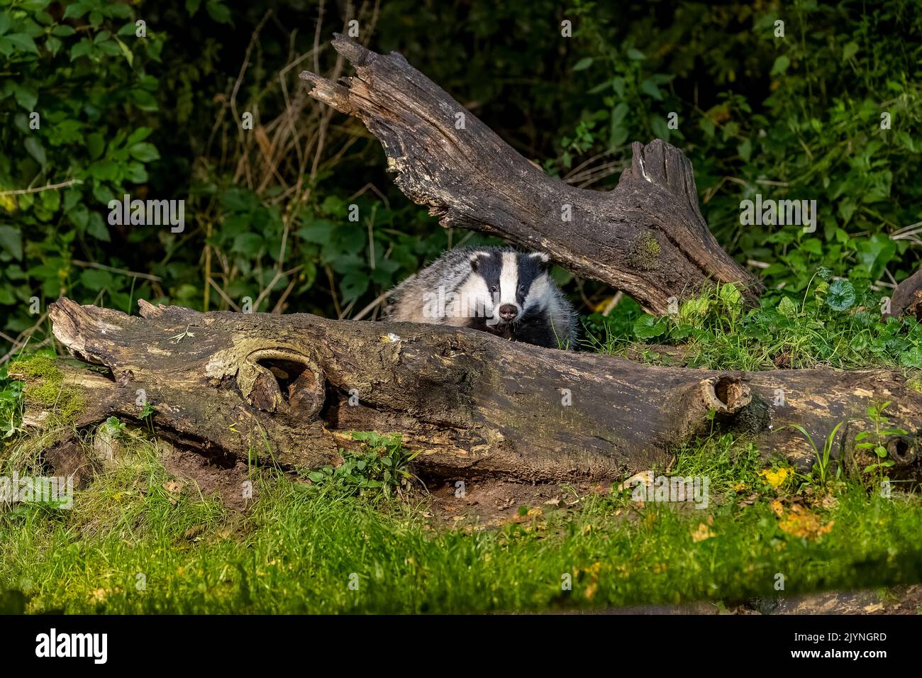 European badger (Meles meles) on a stump in an undergrowth, Ille et Vilaine, Brittany, France Stock Photo