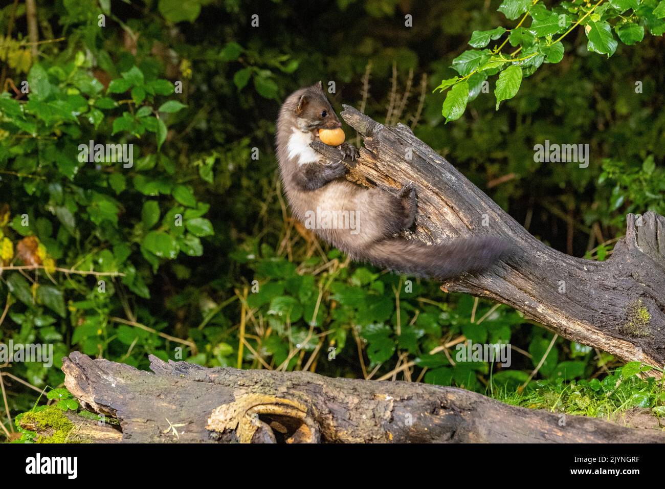 Beech marten (Martes foina), on a stump with egg, in an undergrowth, Ille et Vilaine, Brittany, France Stock Photo
