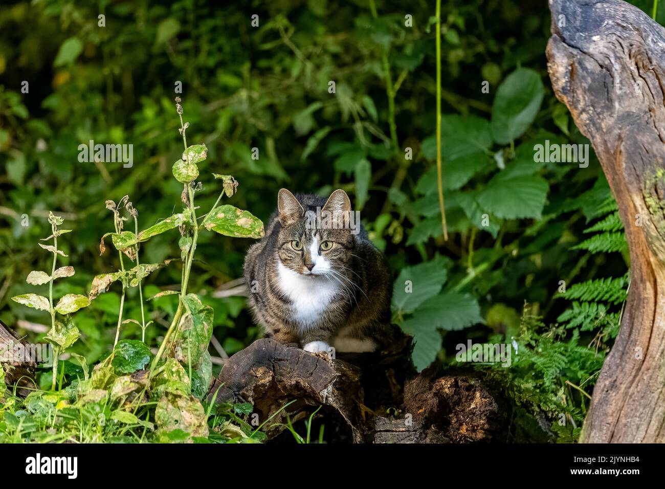 Domestic cat near a stump, Ille et Vilaine, Brittany, France Stock Photo