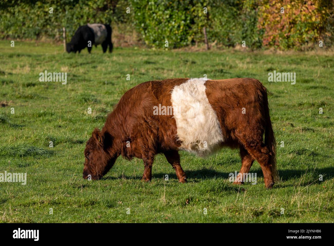 Lakenvelder cows in a meadow, Friesland, Netherlands Stock Photo