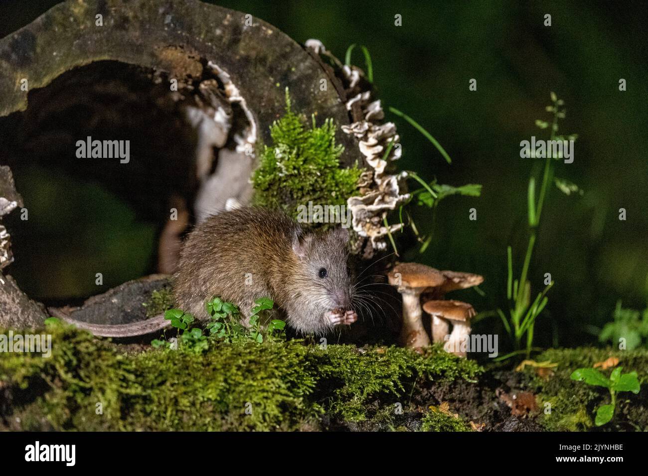 Brown rat,also referred to as common rat,street rat,sewer rat,Hanover rat,Norway rat,brown Norway rat,Norwegian rat,or wharf rat (Rattus norvegicus) in a trunk, Ille et Vilaine, Brittany, France Stock Photo