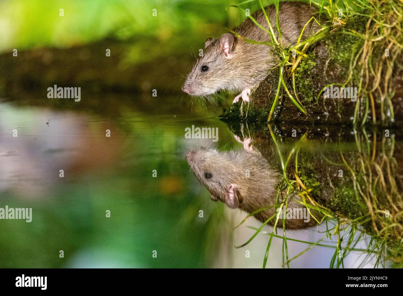 Brown rat,also referred to as common rat,street rat,sewer rat,Hanover rat,Norway rat,brown Norway rat,Norwegian rat,or wharf rat (Rattus norvegicus) near by the water, Ille et Vilaine, Brittany, France Stock Photo