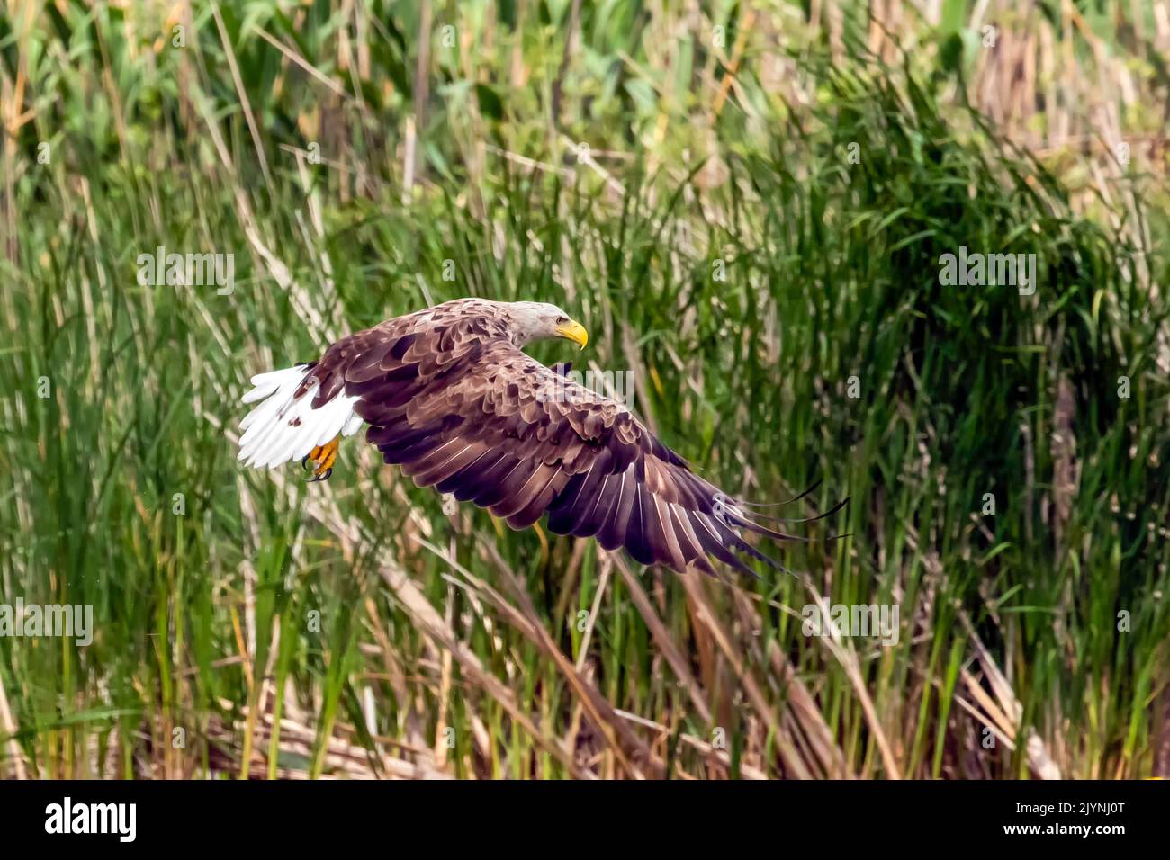 White-tailed Eagle (Haliaeetus albicilla) in flight over a reed bed in spring in a flooded meadow, Danube Delta, Romania Stock Photo