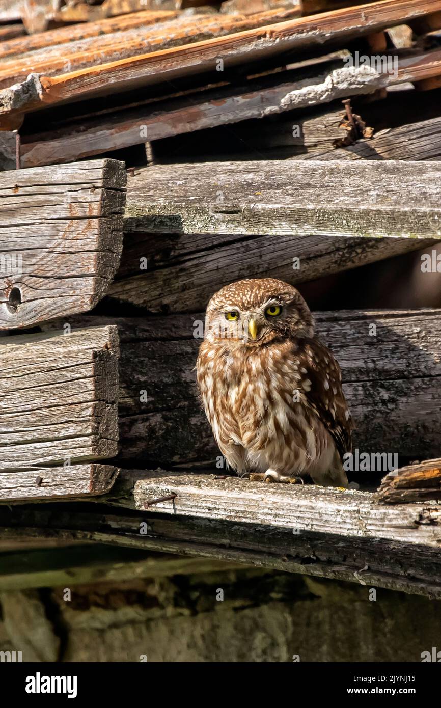 Little Owl (Athene noctua) on the roof of a ruin in spring in a meadow, Danube Delta, Romania Stock Photo