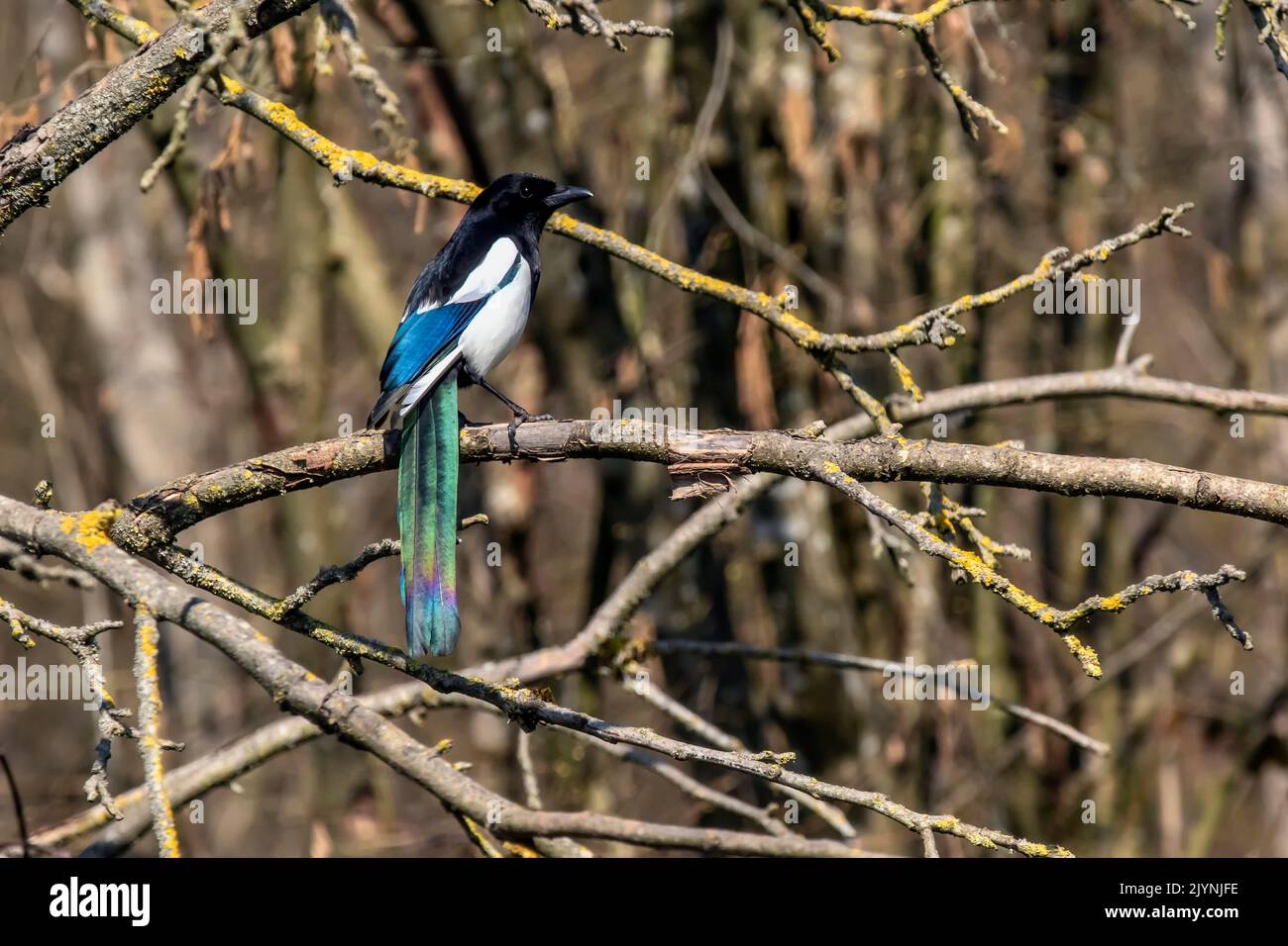 Black-billed Magpie (Pica pica) in a tree with iridescence of the tail plumage in winter, Glade on the edge of a forest, near Toul, Lorraine, France Stock Photo