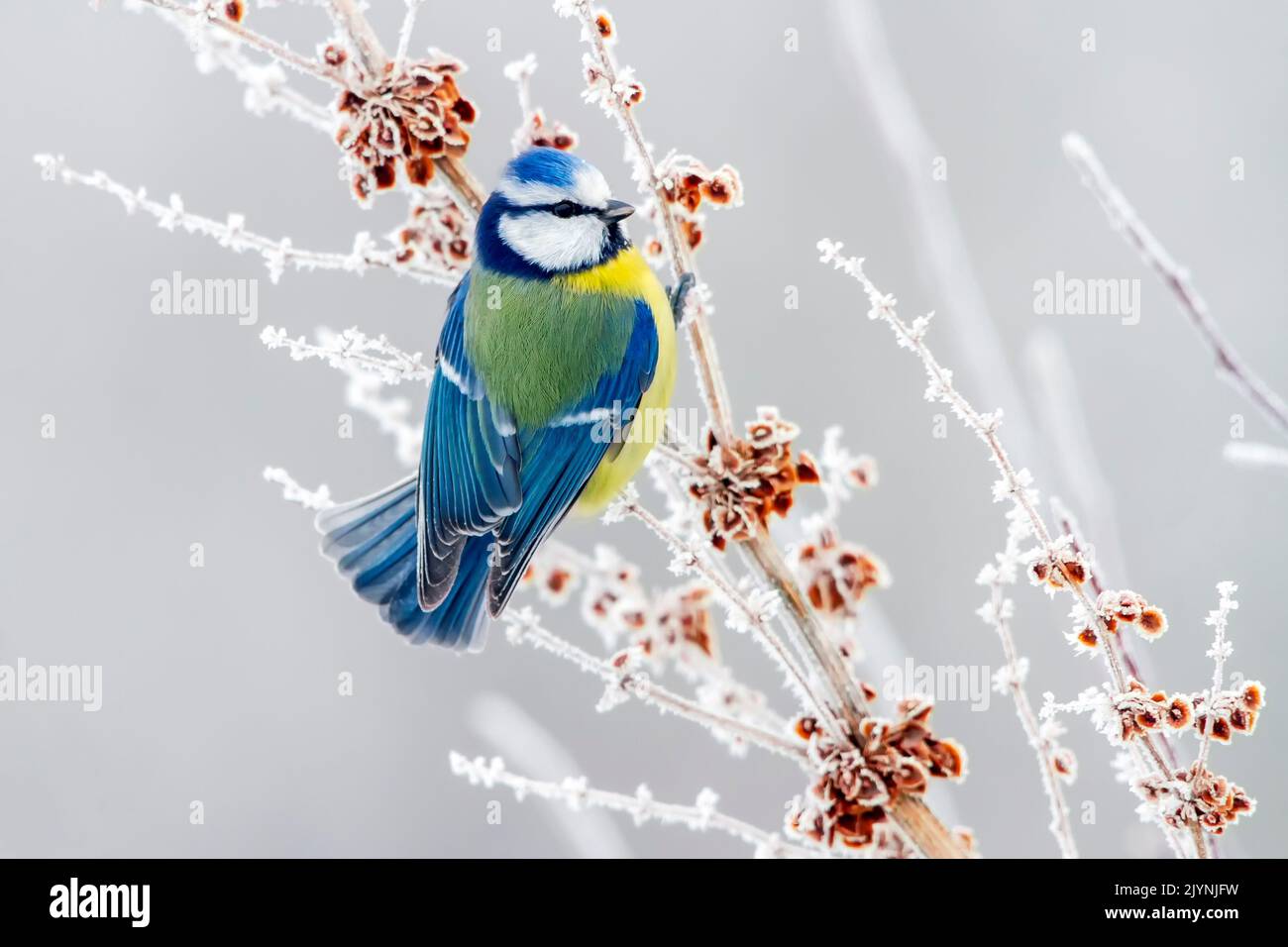 Blue tit (Cyanistes caeruleus) on a frosted shrub in winter, Balkan countryside, Bulgaria Stock Photo