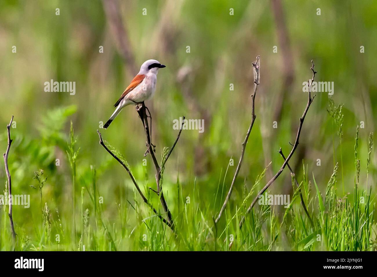 Red-backed Shrike (Lanius collurio) male on a dry shrub in spring in a meadow, Danube Delta, Romania Stock Photo