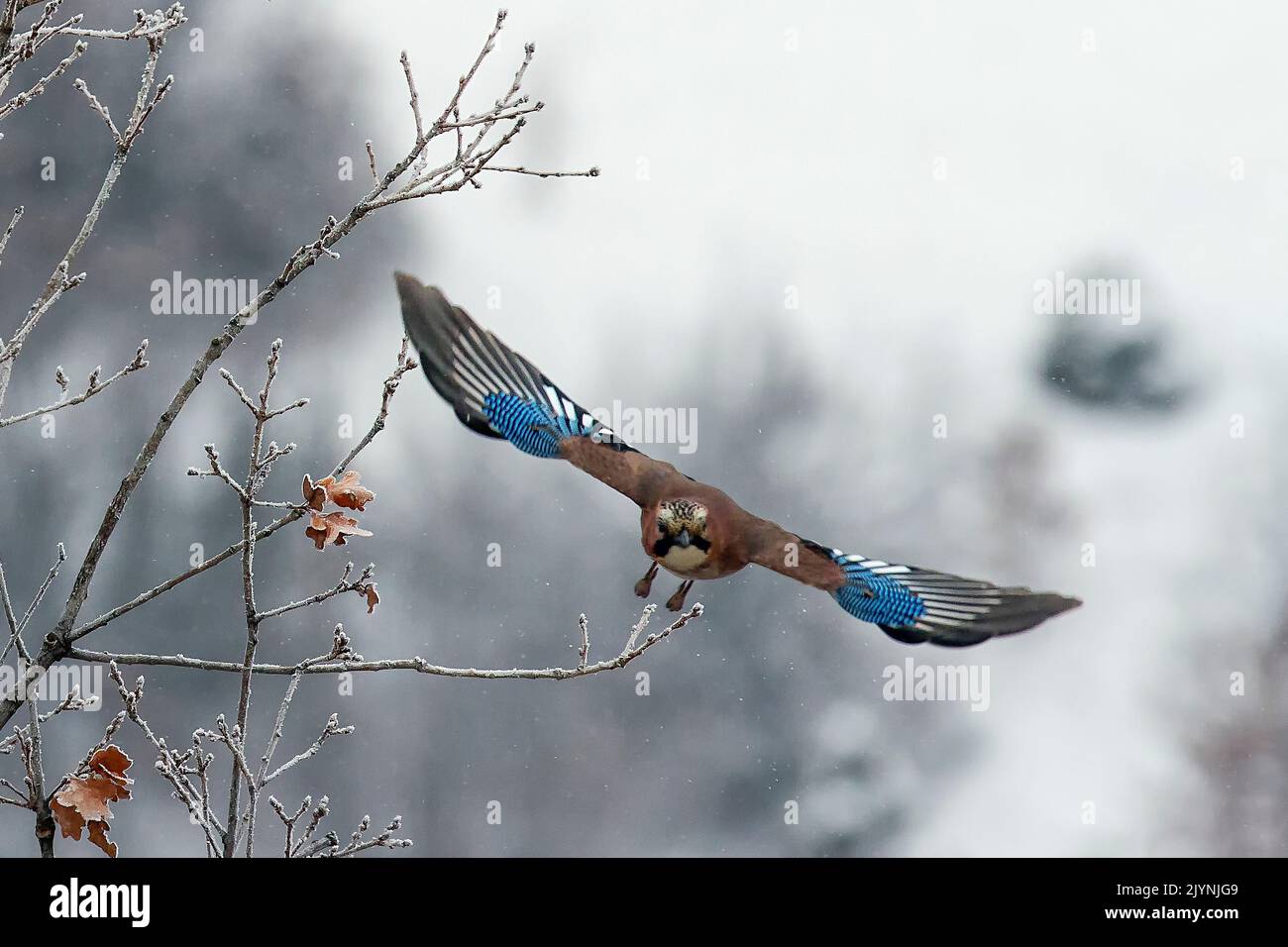 Eurasian Jay (Garrulus glandarius) in flight in winter, Balkan countryside, Bulgaria Stock Photo