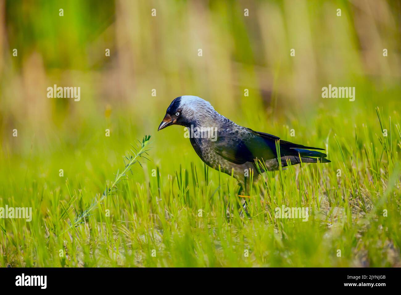 Eurasian Jackdaw (Coloeus monedula) on the ground in the grass looking for food in spring in a meadow, Danube Delta, Romania Stock Photo