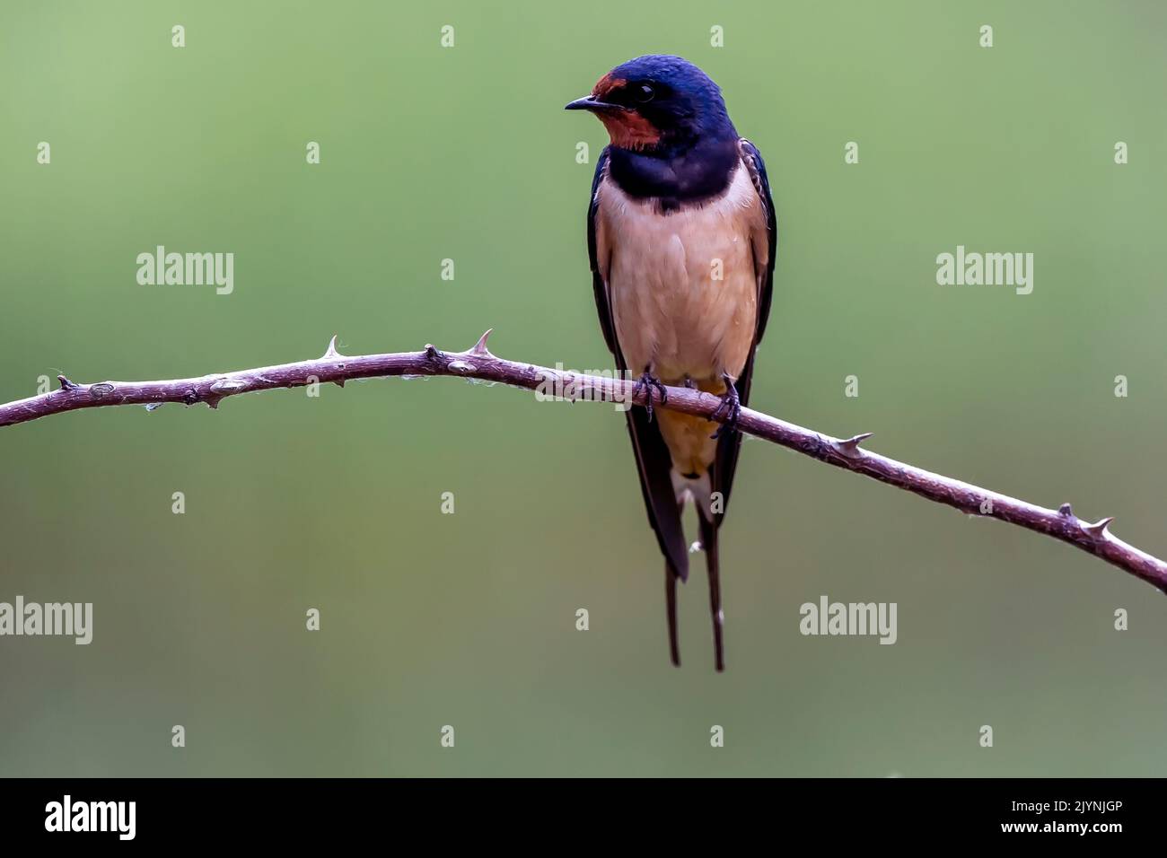 Barn Swallow (Hirundo rustica) on a dry bramble branch in spring in a meadow, Danube Delta, Romania Stock Photo