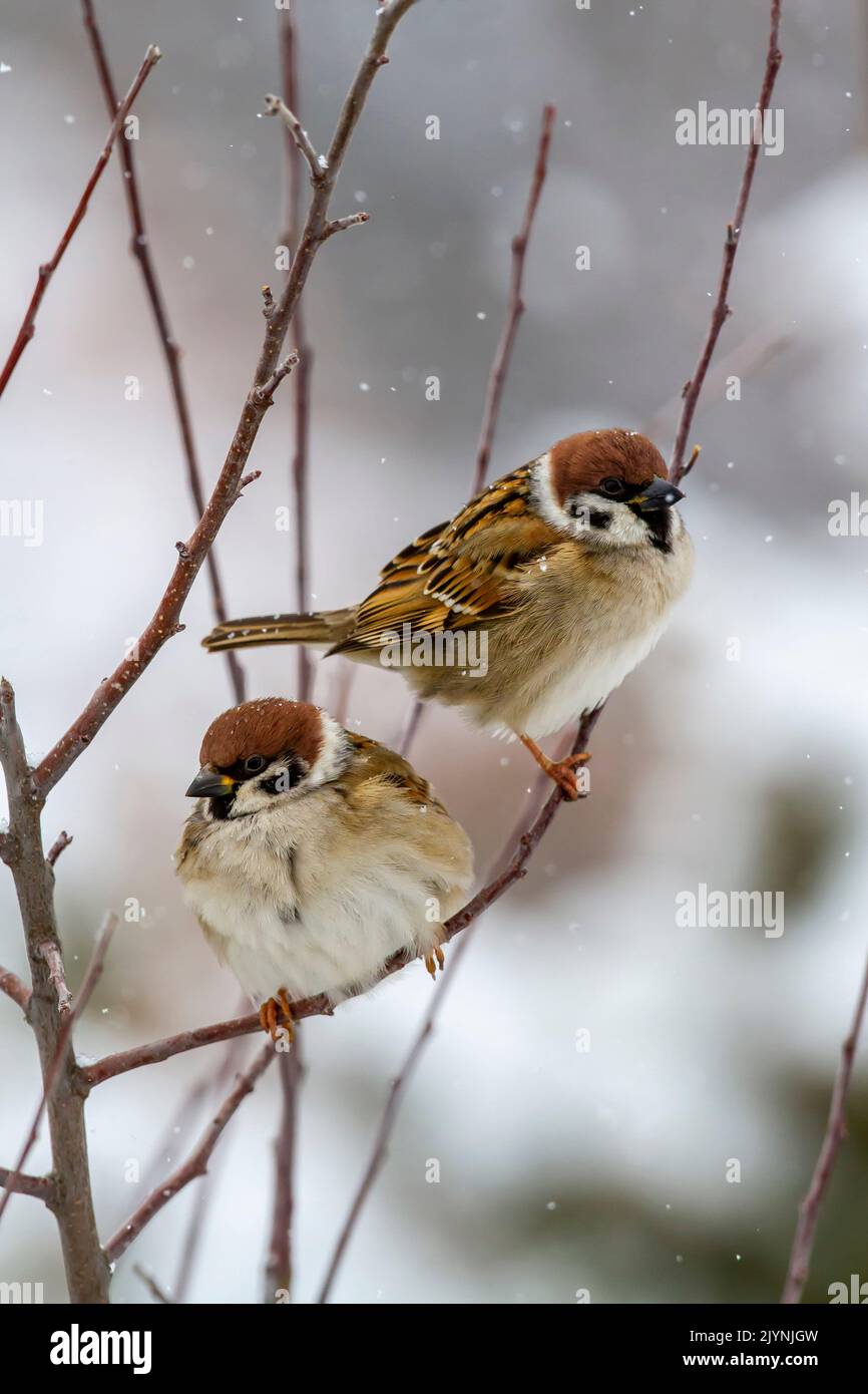 Eurasian tree sparrow (Passer montanus) on a shrub in winter, Balkan Campaign, Bulgaria Stock Photo
