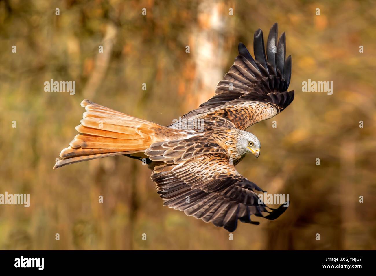 Red kite (Milvus milvus) in flight seen from above in winter, clearing on the edge of a forest, near Toul, Lorraine, France Stock Photo
