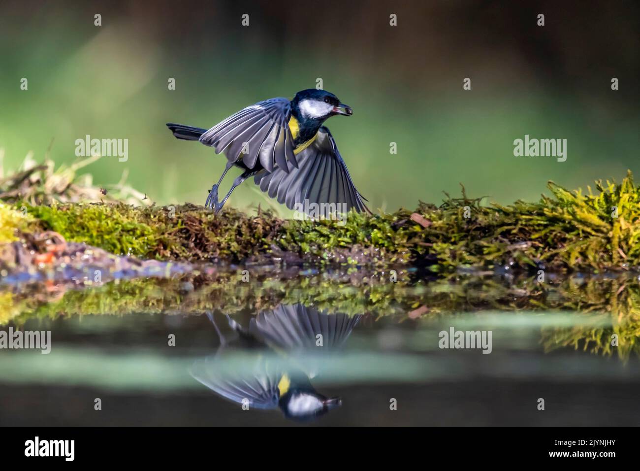 Great tit (Parus major) flying off the ground with a seed in its beak in winter, Glade on the edge of a forest, near Toul, Lorraine, France Stock Photo