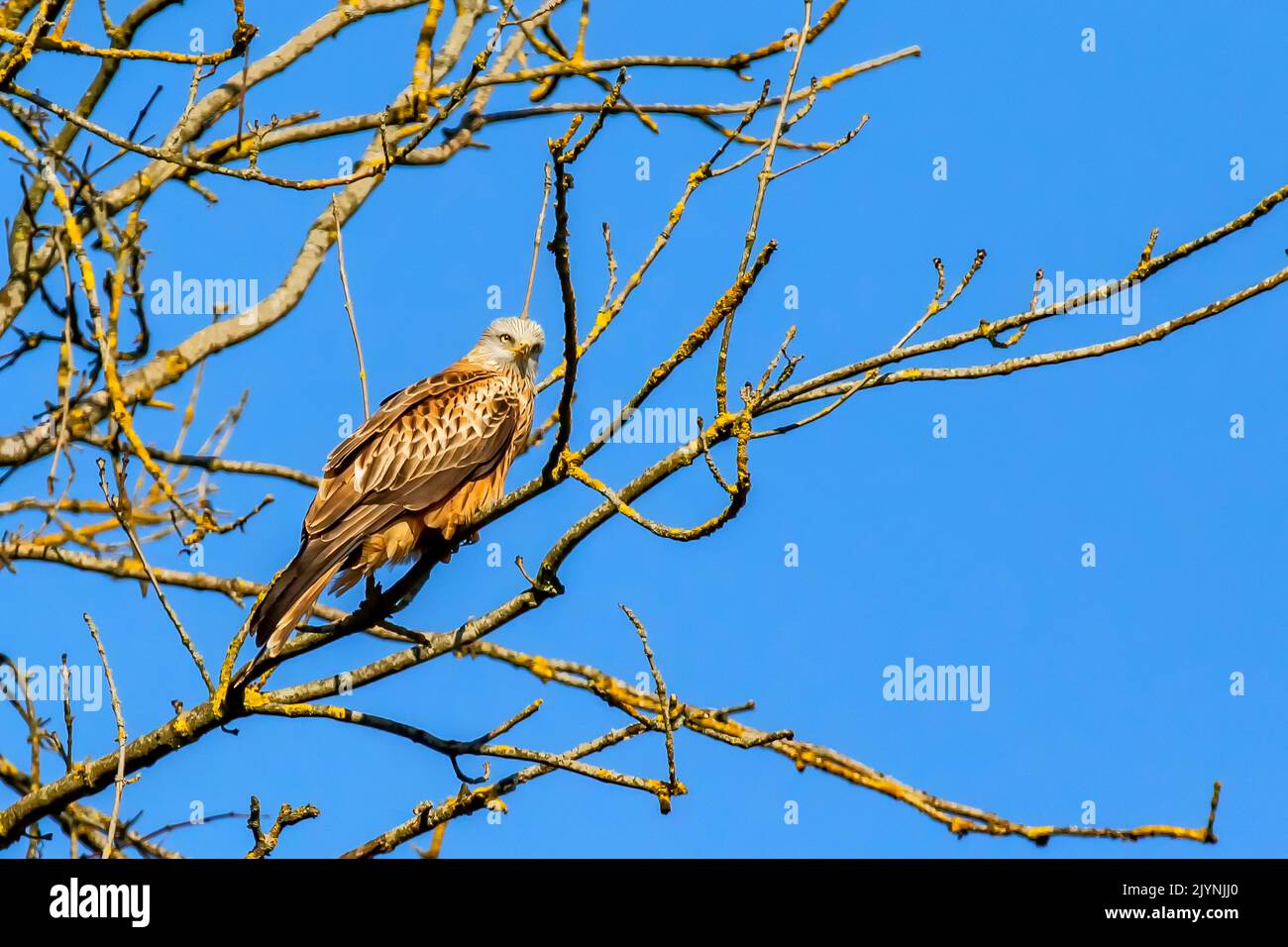 Red kite (Milvus milvus) in a tree against a blue sky in winter, clearing on the edge of a forest, near Toul, Lorraine, France Stock Photo