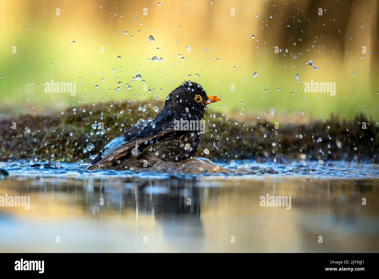 Blackbird (Turdus merula) male bathing in a puddle in winter, forest glade near Toul, Lorraine, France Stock Photo