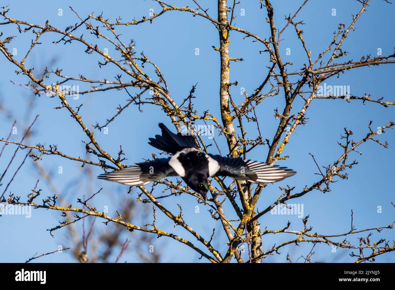 Black-billed Magpie (Pica pica) flying in a tree in winter, Glade on the edge of a forest, near Toul, Lorraine, France Stock Photo