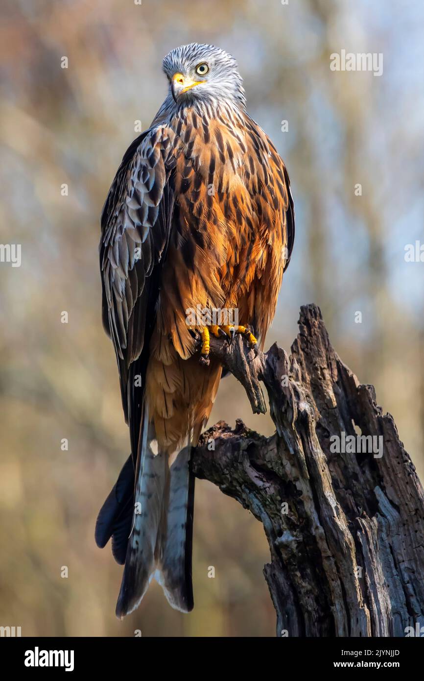 Red kite (Milvus milvus) on a dead tree in winter, clearing on the edge of a forest, near Toul, Lorraine, France Stock Photo