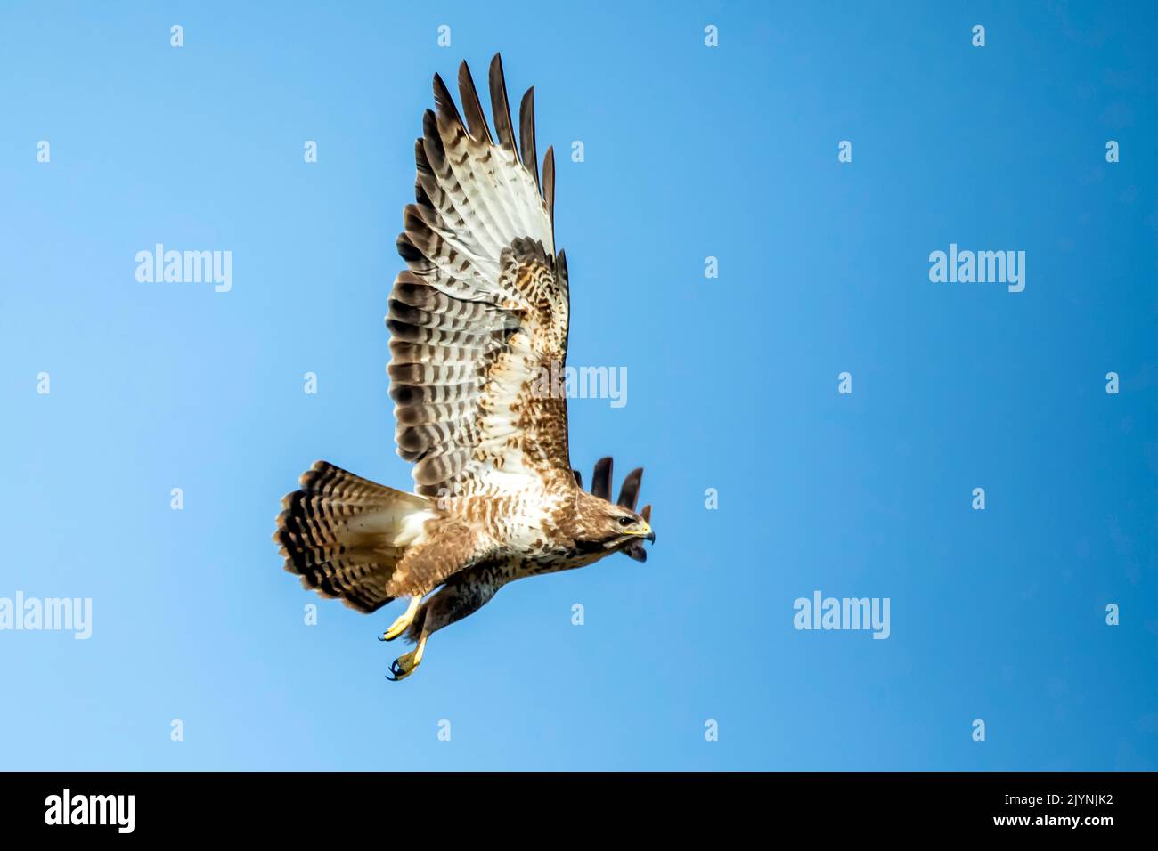 Common Buzzard (Buteo buteo) in flight against a blue winter sky, clearing at the edge of a forest near Toul, Lorraine, France Stock Photo