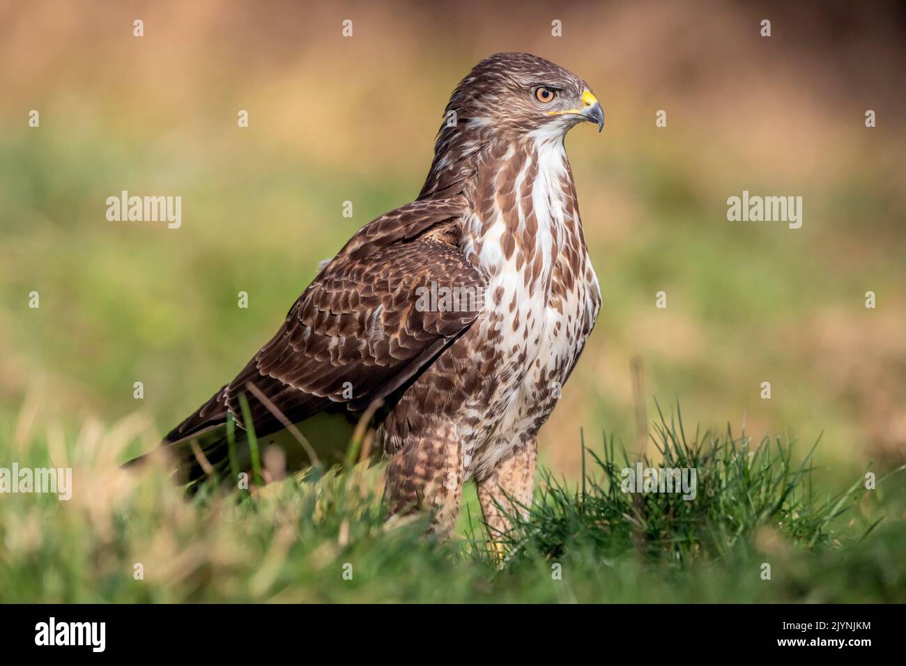 Common Buzzard (Buteo buteo) on the ground in grass in winter, clearing on the edge of a forest near Toul, Lorraine, France Stock Photo