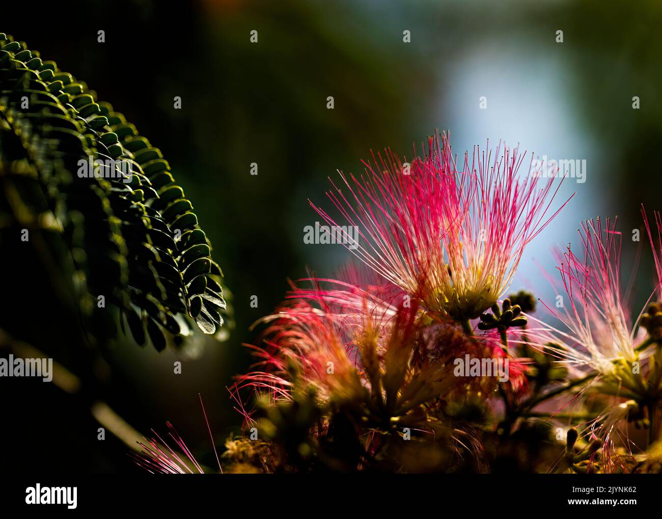 Mimosa tree leaves and blooms backlit by sunshine Stock Photo Alamy