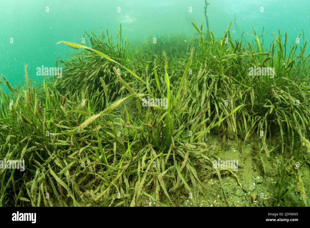(Vallisneria spiralis) freshwater aquatic plant, commonly called eelgrass, tape grass or vallis. Lugano lake, Ticino, Switzerland Stock Photo