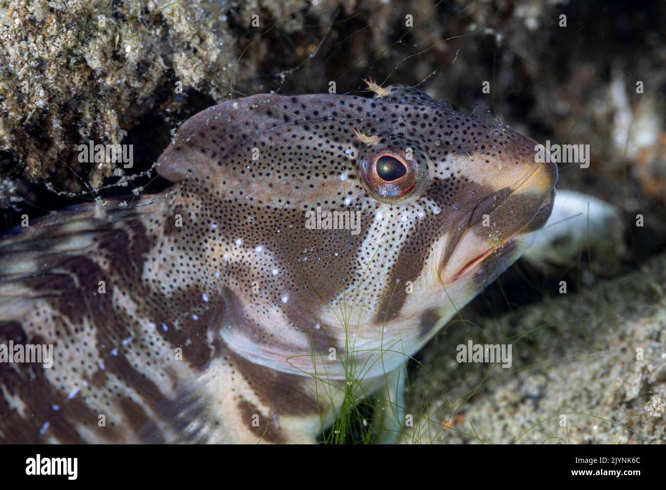 Freshwater blenny (Salaria fluviatilis) male on bottom, a species of fish in the family Blenniidae. Lugano lake, Ticino, Switzerland Stock Photo