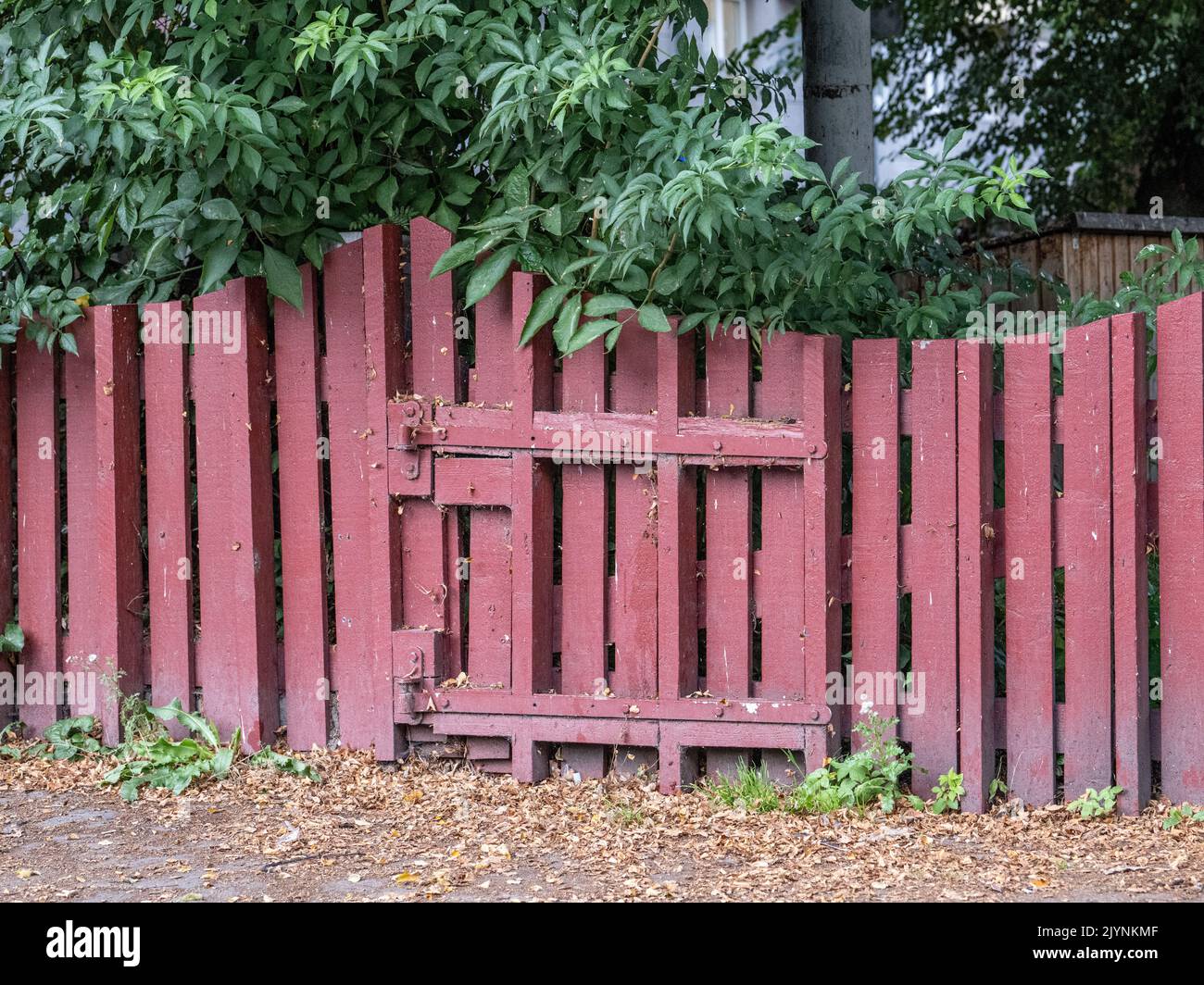 Small wood gate to a neglected garden during early September in Sweden Stock Photo